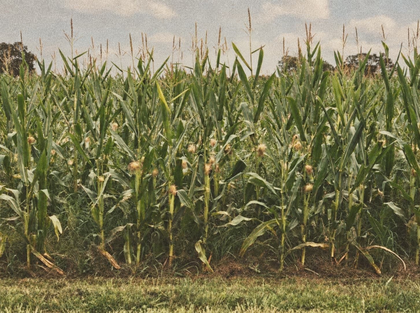 Rows of tall corn at Partin Ranch under a cloudy Florida sky