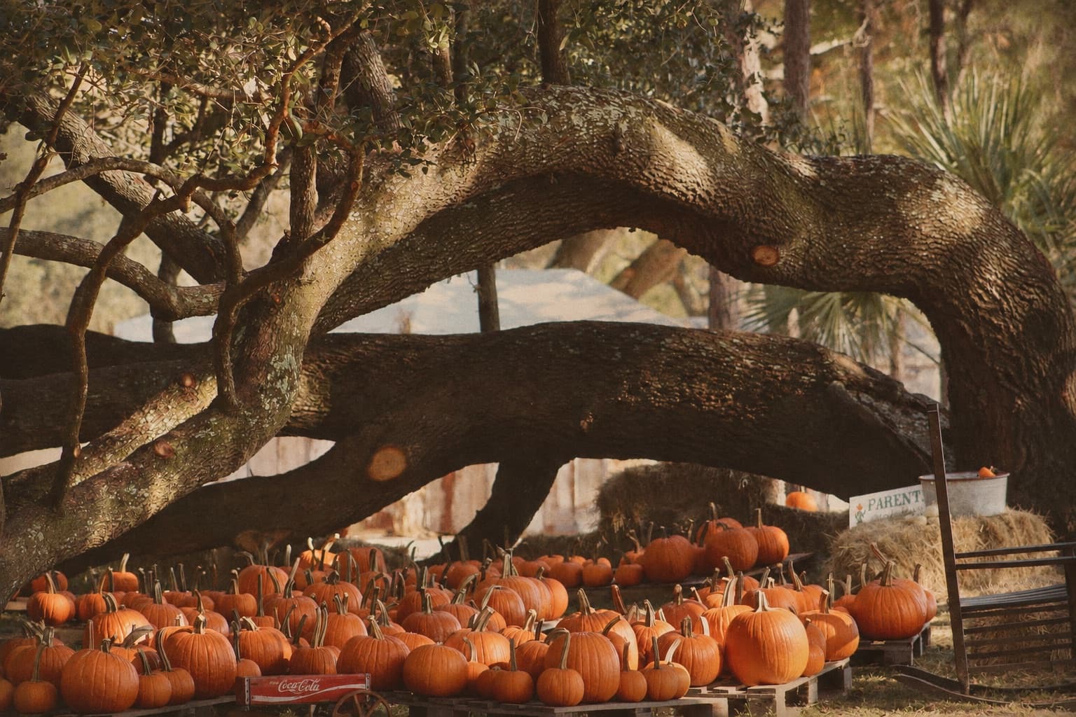 Pumpkin Patch